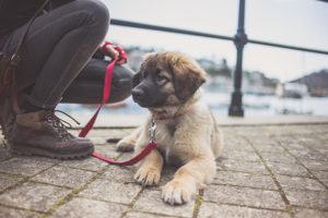 Day Training for Dogs