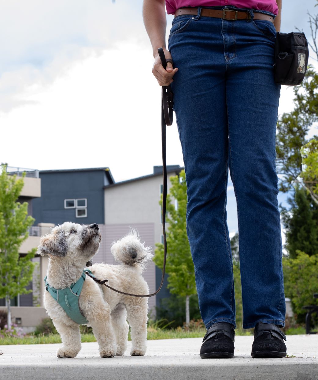 Leash Reactivity Calvert Dog Training