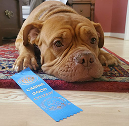 Calvert Dog Academy CGC Title