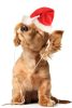 Puppy Training for teens
