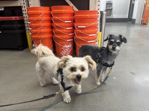 Calvert Dog Training Intermediate Class