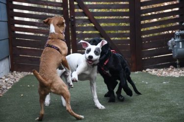 Puppy Playtime