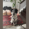 Denver In-Home Training