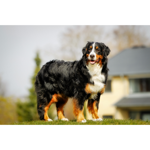 Select the Bernese Mountain Dog