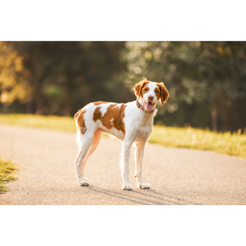Select The Brittany Spaniel