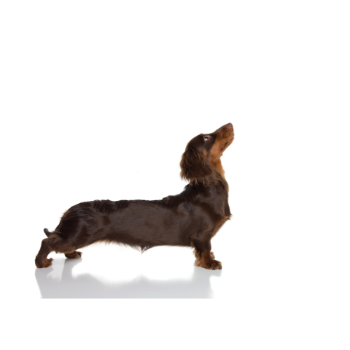 Is your dog loooooong like a dachshund? Or, have you had challenges finding a good fit for your dog?