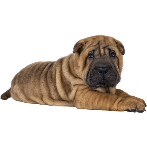 Select the Shar Pei