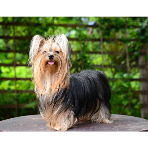 Select the Yorkshire Terrier